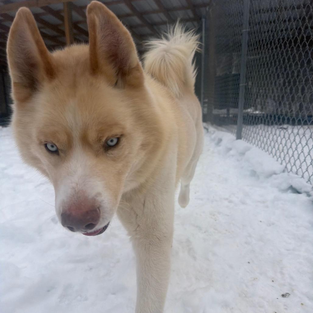 Enlarge Draco, a Adoptable mixed breed in Fairmont, WV image 5/6