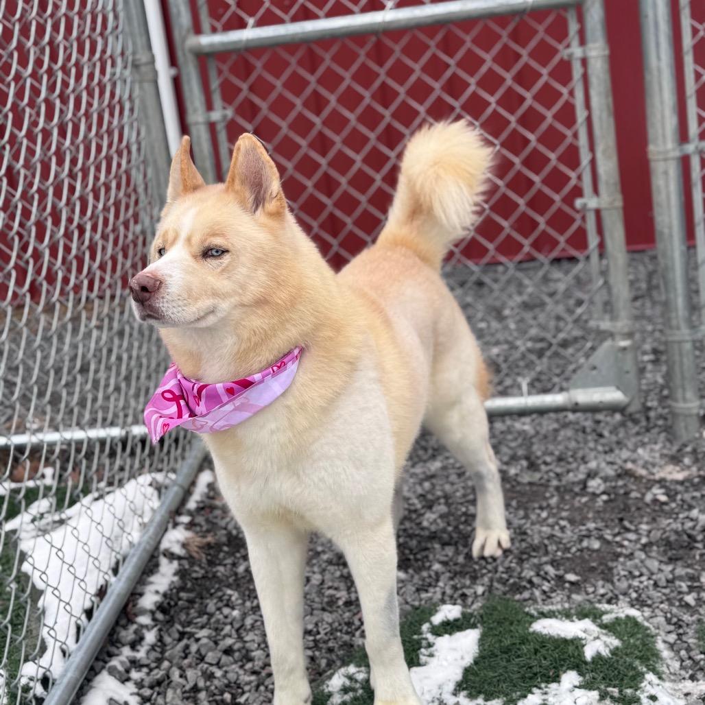 Enlarge Draco, a Adoptable mixed breed in Fairmont, WV image 6/6