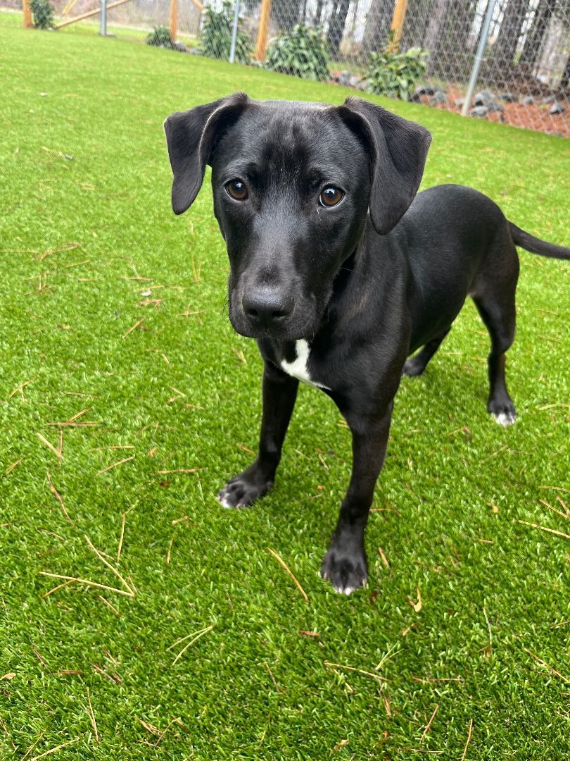 Basil, Adoptable, Adult Male Black Labrador Retriever.