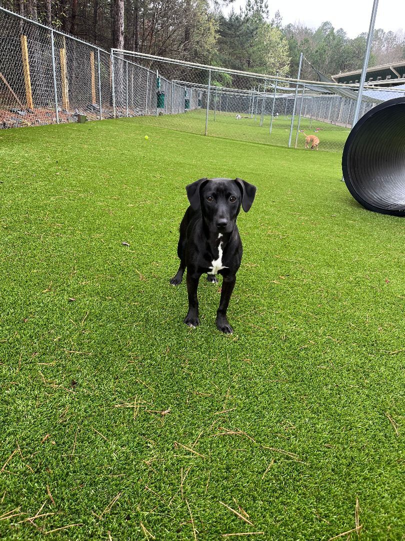 Enlarge Basil, a Adoptable mixed breed in Salisbury, NC image 2/10