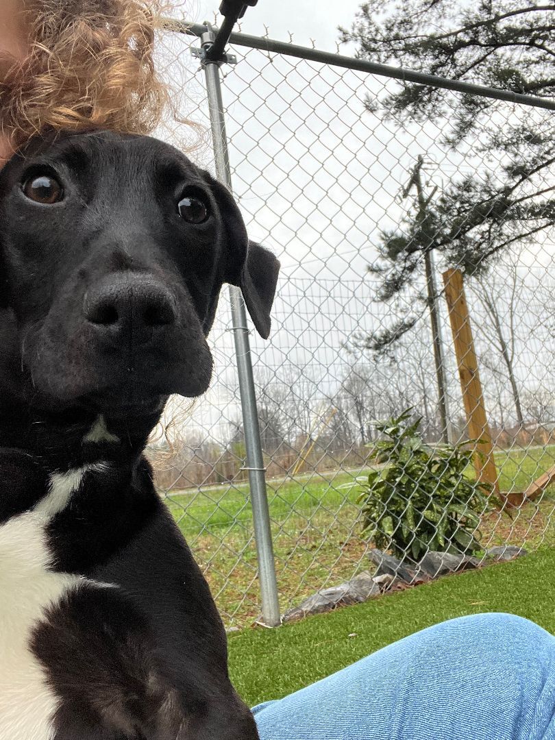Enlarge Basil, a Adoptable mixed breed in Salisbury, NC image 4/10