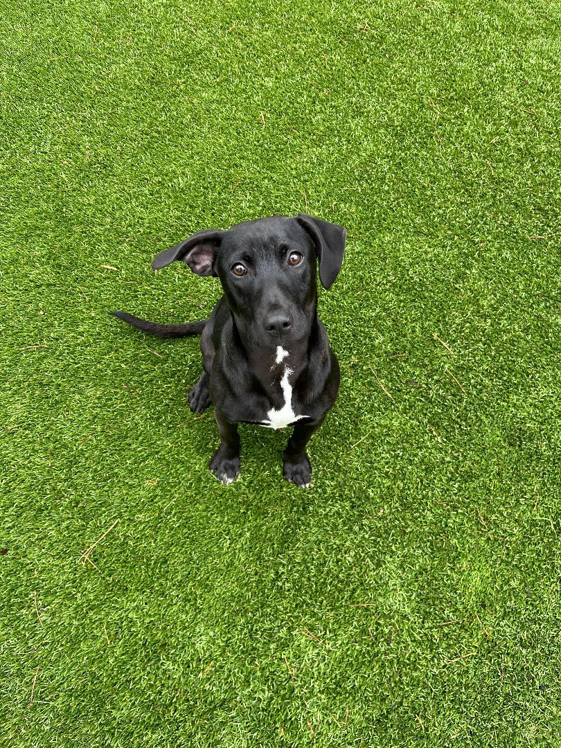 Enlarge Basil, a Adoptable mixed breed in Salisbury, NC image 5/10