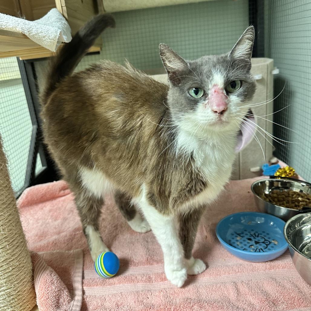 Mimi, a Adoptable Domestic Short Hair in North Port, FL image 1/6