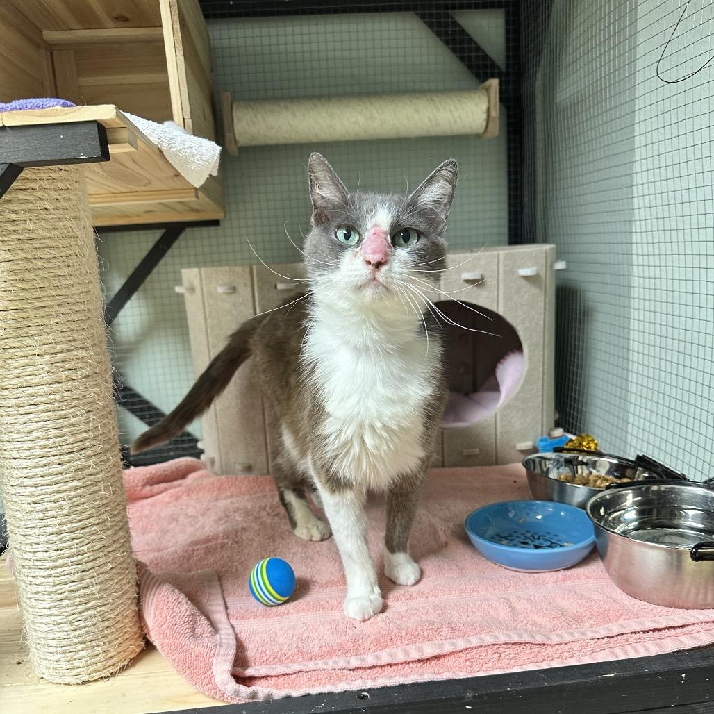 Mimi, a Adoptable Domestic Short Hair in North Port, FL image 2/6