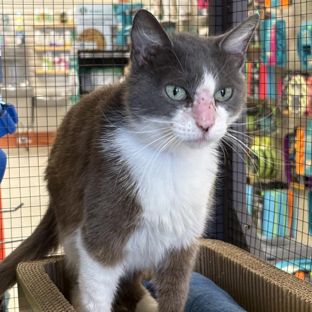 Mimi, a Adoptable Domestic Short Hair in North Port, FL image 3/6