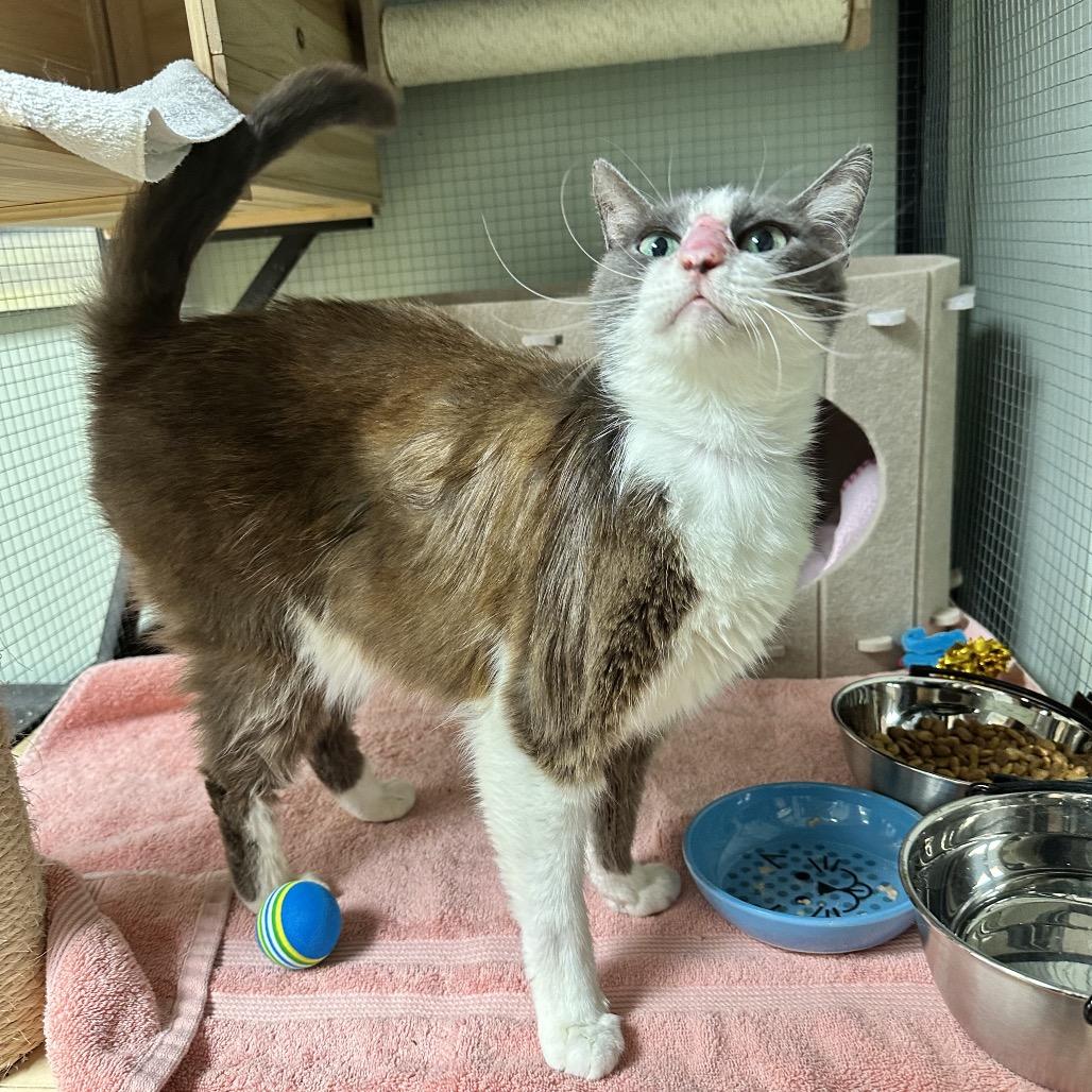 Mimi, a Adoptable Domestic Short Hair in North Port, FL image 4/6