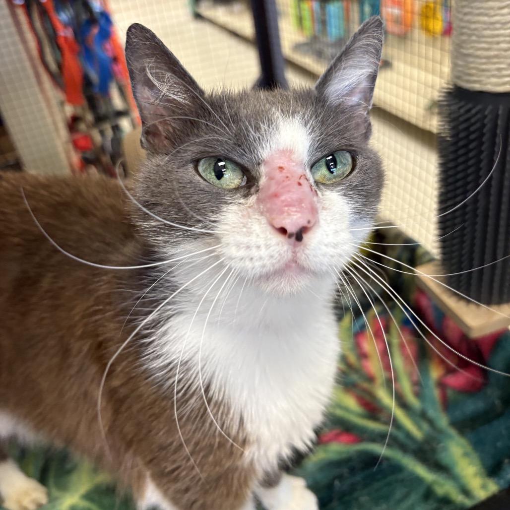Mimi, a Adoptable Domestic Short Hair in North Port, FL image 5/6