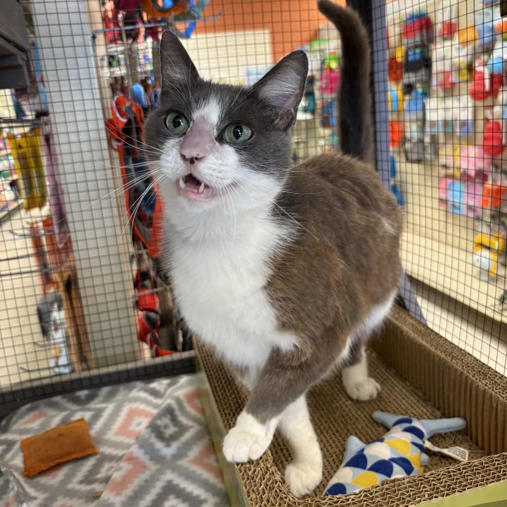 Mimi, a Adoptable Domestic Short Hair in North Port, FL image 5/6
