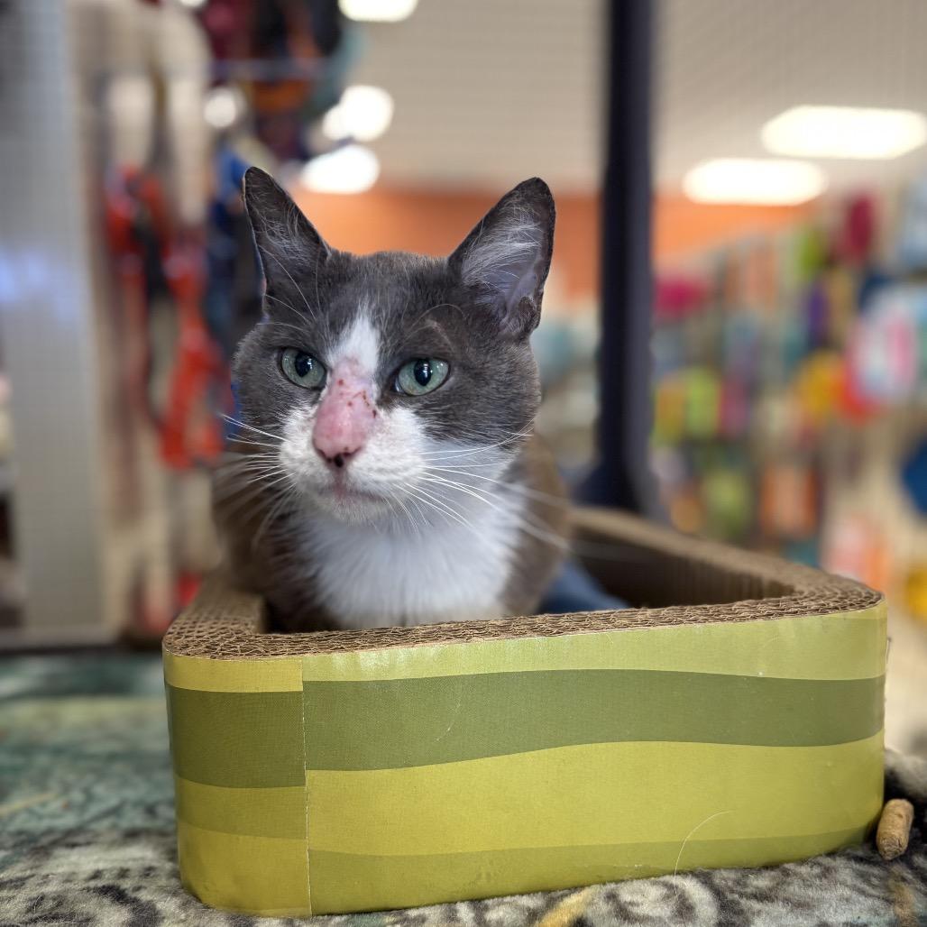 Mimi, a Adoptable Domestic Short Hair in North Port, FL image 6/6