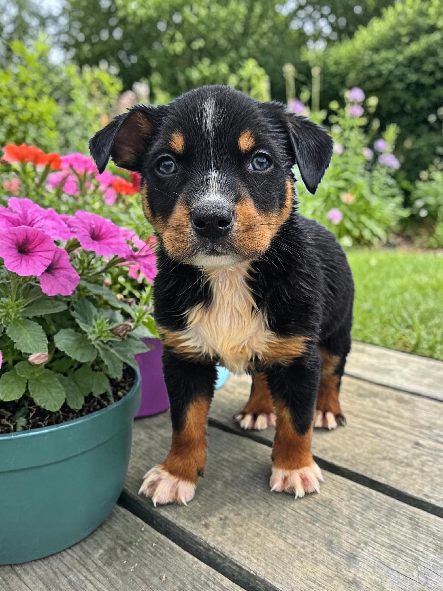 Enlarge Kennedy, a Adoptable mixed breed in McKinney, TX image 3/3