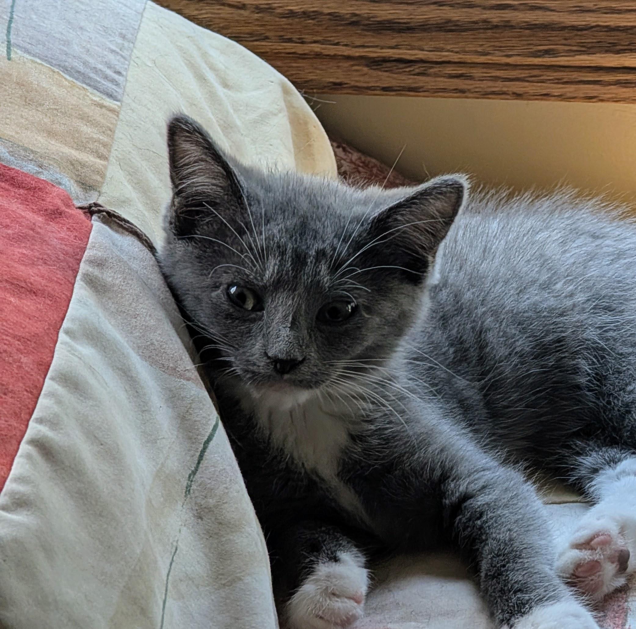 Martini, ADOPTABLE, Young Female Domestic Short Hair.