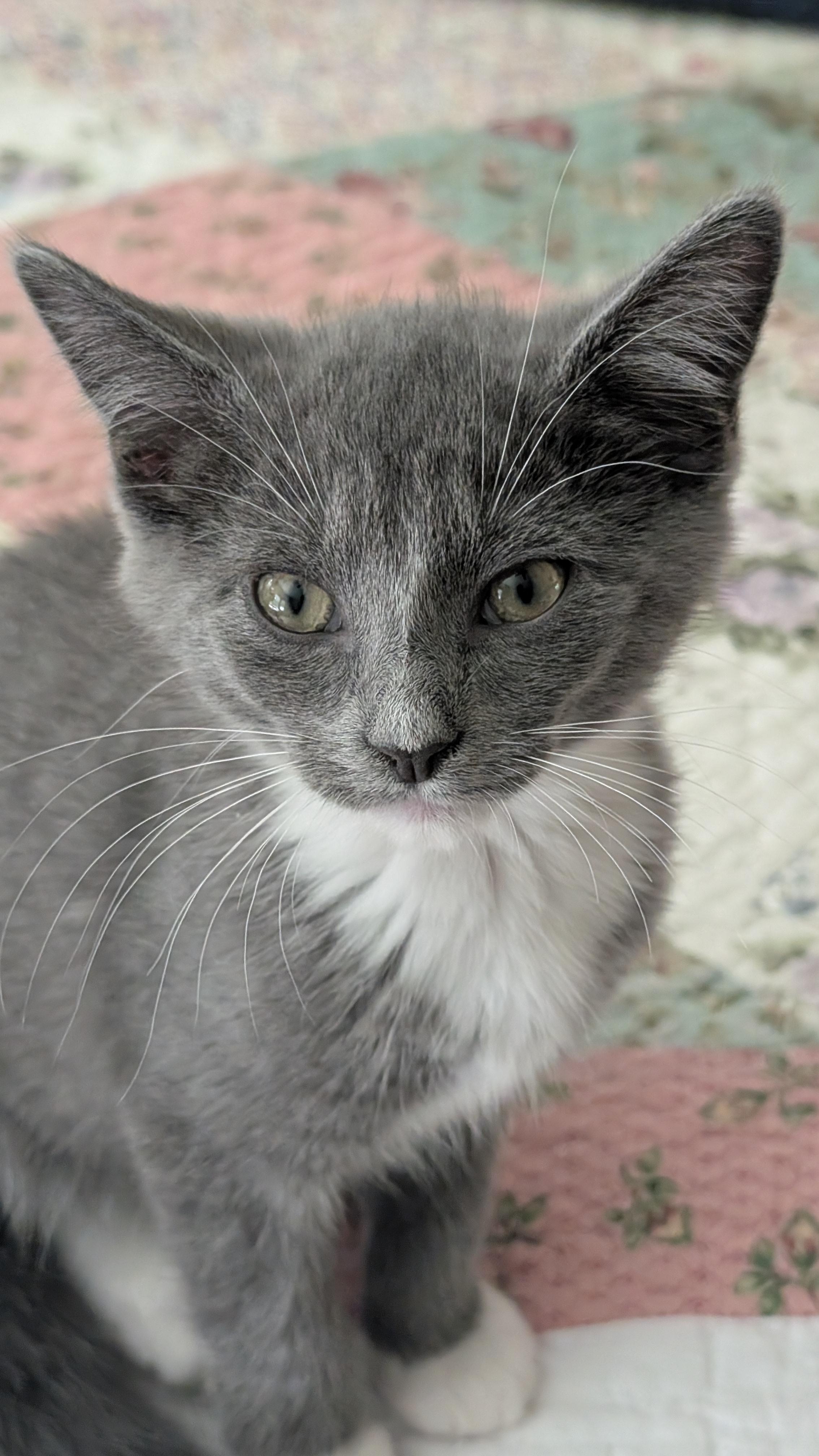 Martini, a ADOPTABLE Domestic Short Hair in Morgantown, WV image 2/2
