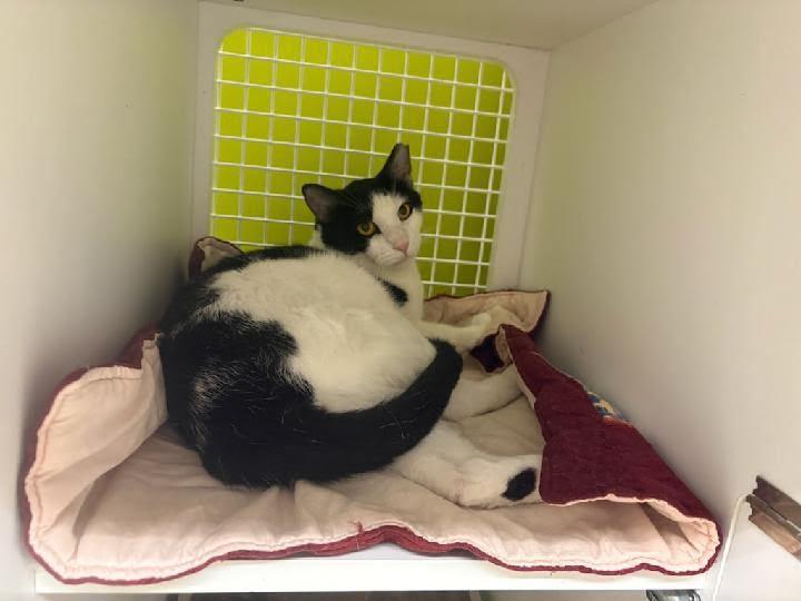 Cooper, a ADOPTABLE Domestic Short Hair in Mound, MN image 3/3