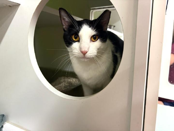 Cooper, a ADOPTABLE Domestic Short Hair in Mound, MN image 2/3