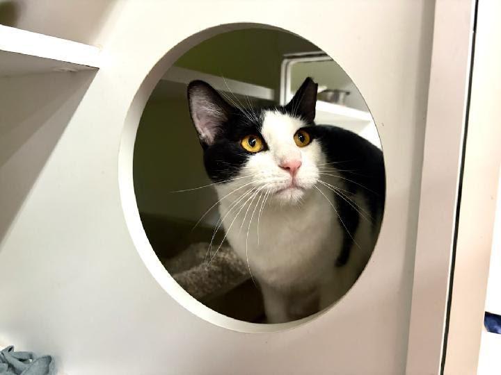 Cooper, ADOPTABLE, Adult Male Domestic Short Hair.