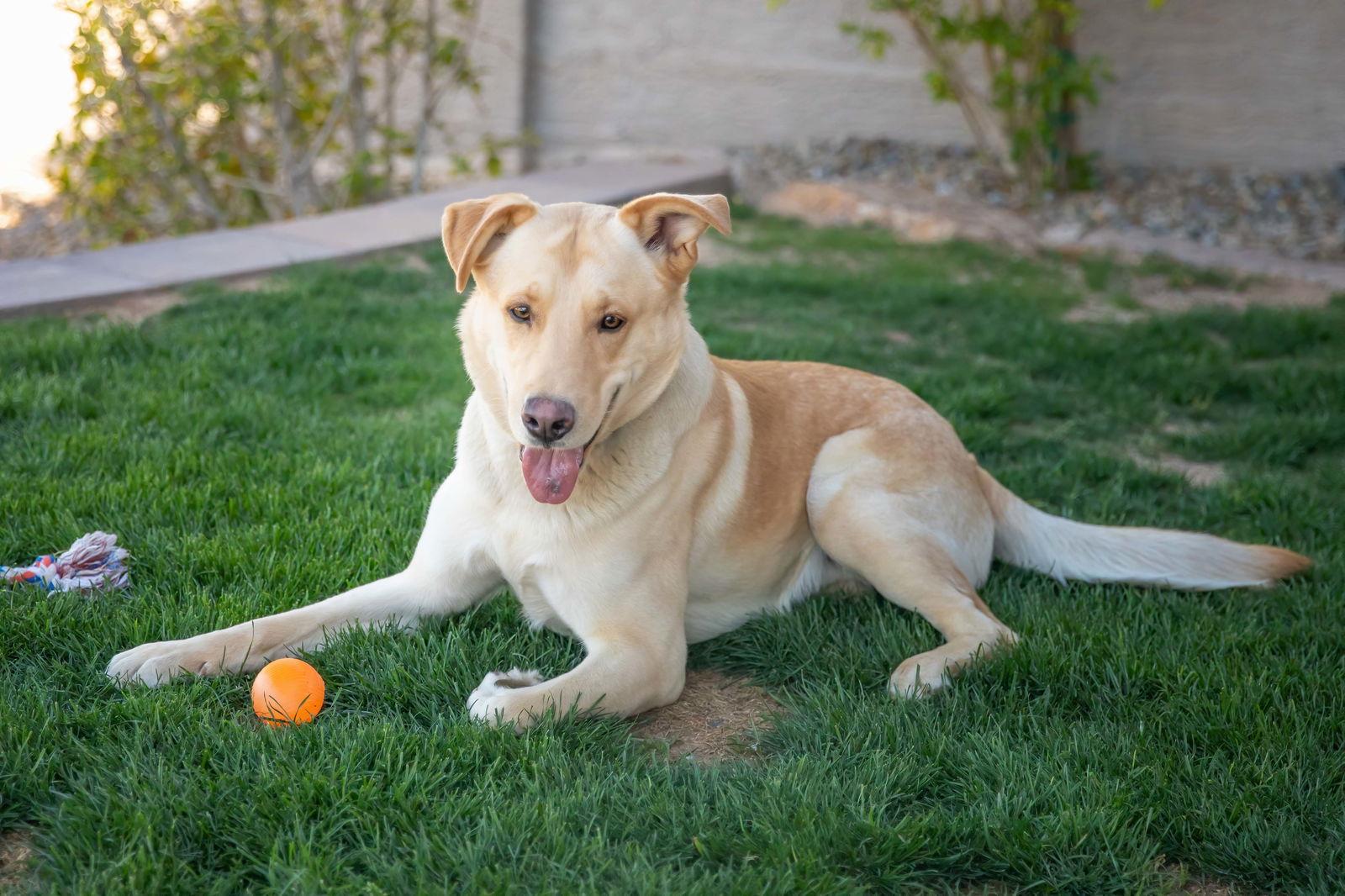 ZIGGY, a Adoptable Labrador Retriever in Scottsdale, AZ image 1/3