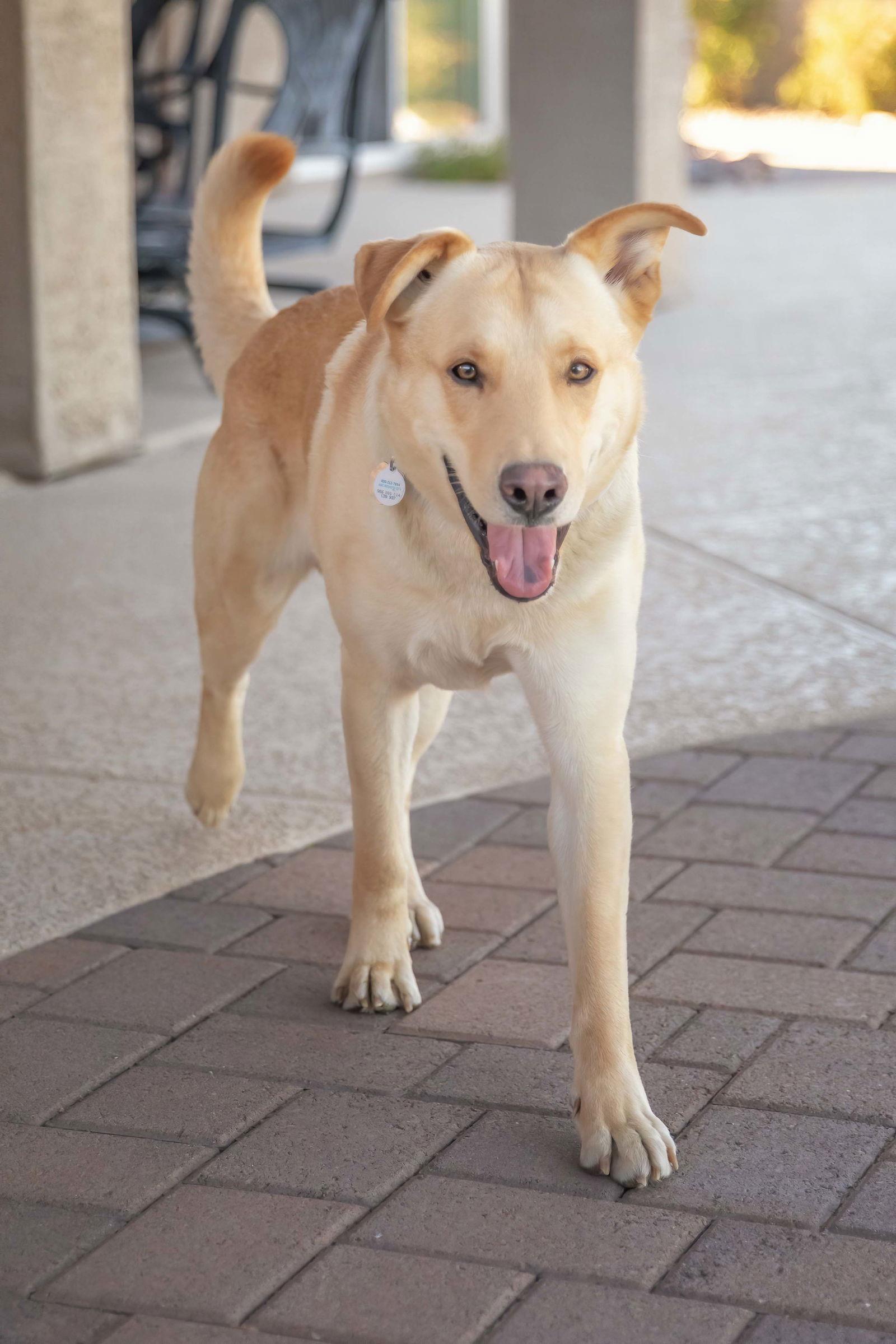 ZIGGY, a Adoptable Labrador Retriever in Scottsdale, AZ image 2/3