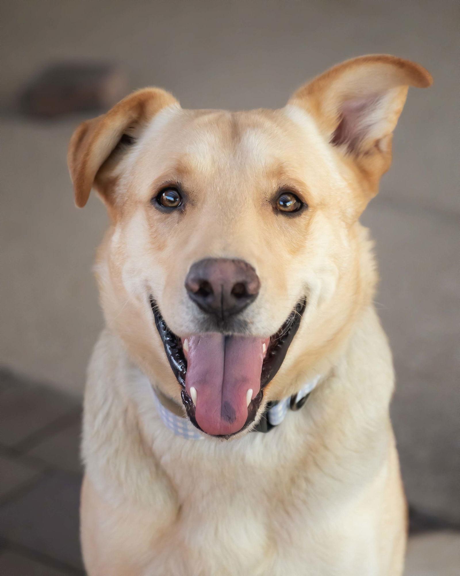 ZIGGY, a Adoptable Labrador Retriever in Scottsdale, AZ image 3/3