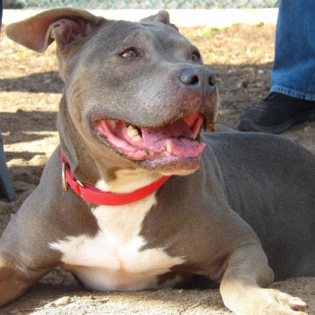 Enlarge Hazel, a Adoptable Pit Bull Terrier in Vineland, NJ image 3/4