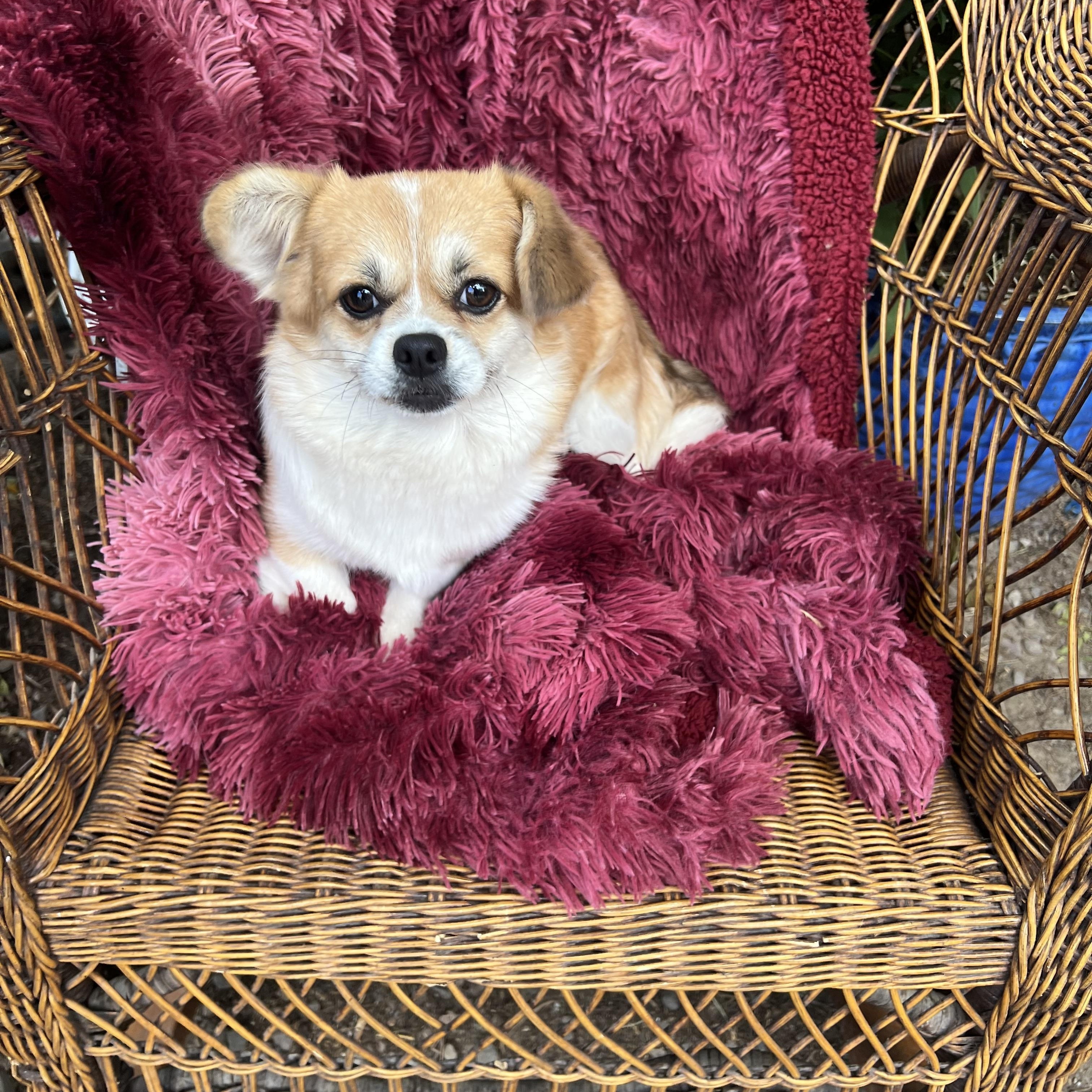 Enlarge JuneBug, an adopted mixed breed in Gilbert , AZ image 4/4