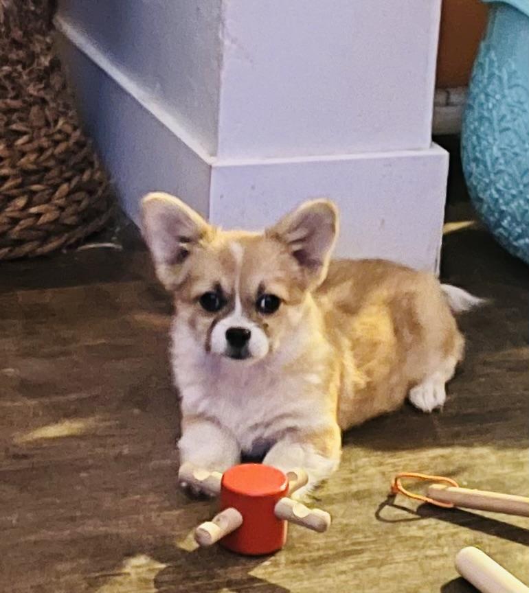 JuneBug, adopted, Young Female Chihuahua & Corgi.