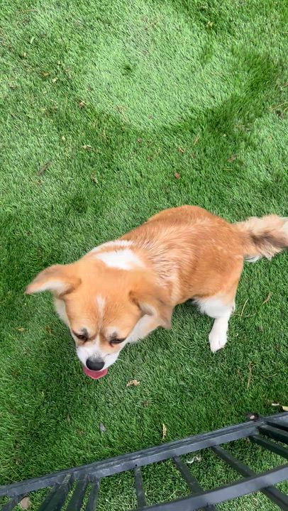 Enlarge JuneBug, an adopted mixed breed in Gilbert , AZ video 3/4