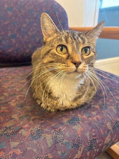 Shiloh, Adoptable, Adult Female Domestic Short Hair.