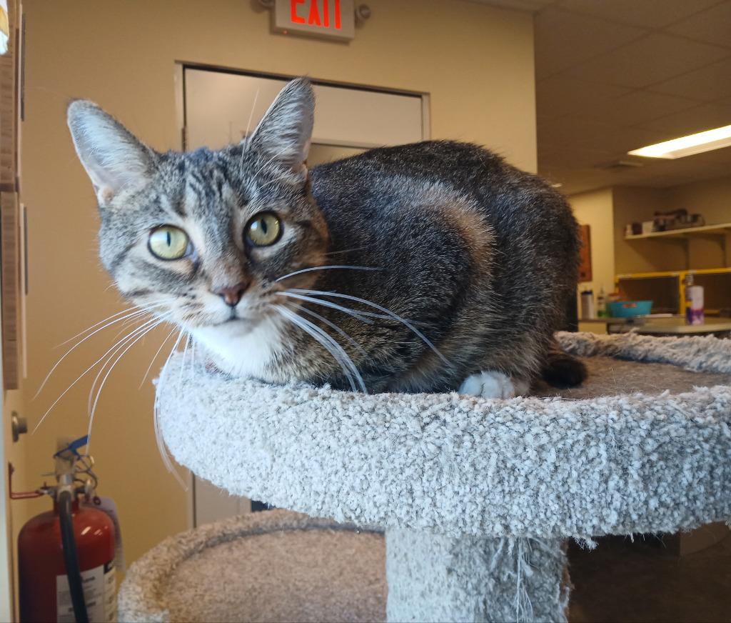 Enlarge Shiloh, a Adoptable mixed breed in Ladysmith, WI image 2/5