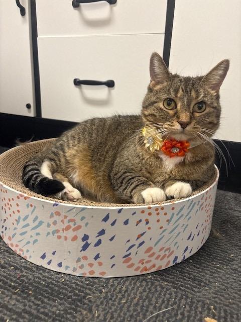 Enlarge Shiloh, a Adopted mixed breed in Ladysmith, WI image 2/5