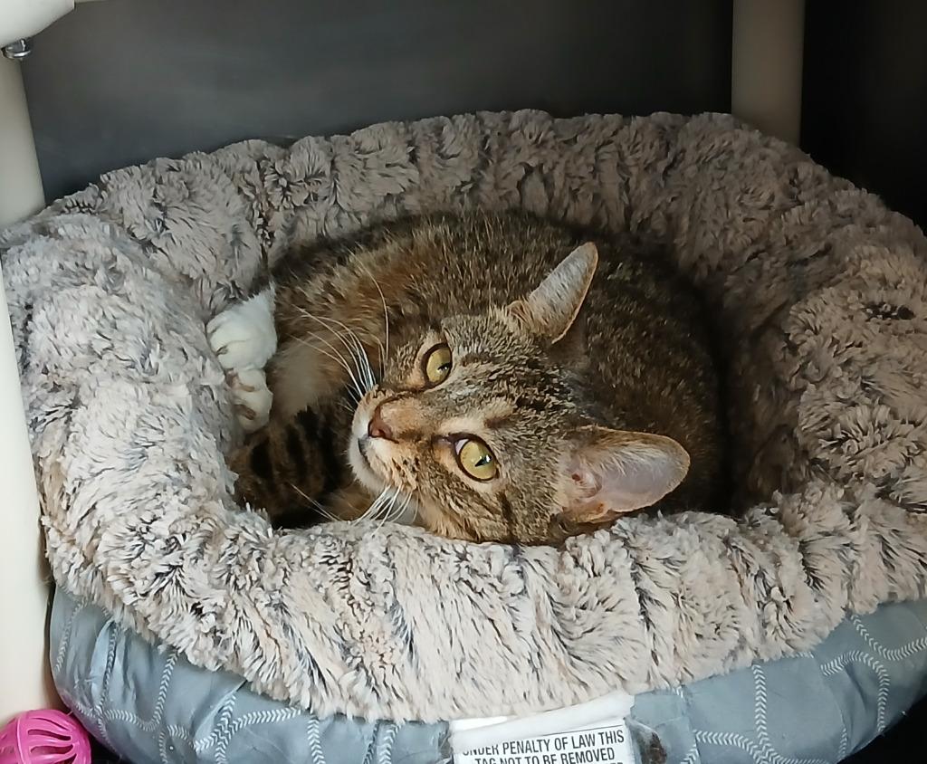 Enlarge Shiloh, a Adoptable mixed breed in Ladysmith, WI image 3/5