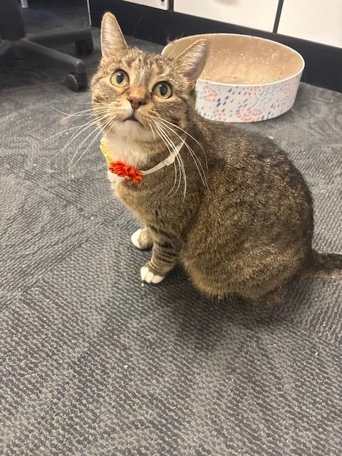 Enlarge Shiloh, a Adopted mixed breed in Ladysmith, WI image 3/5