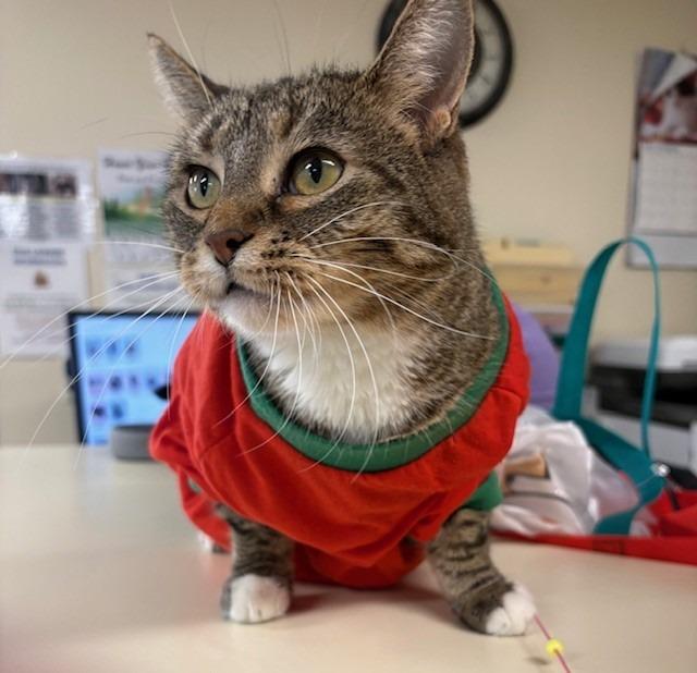 Enlarge Shiloh, a Adopted mixed breed in Ladysmith, WI image 4/5