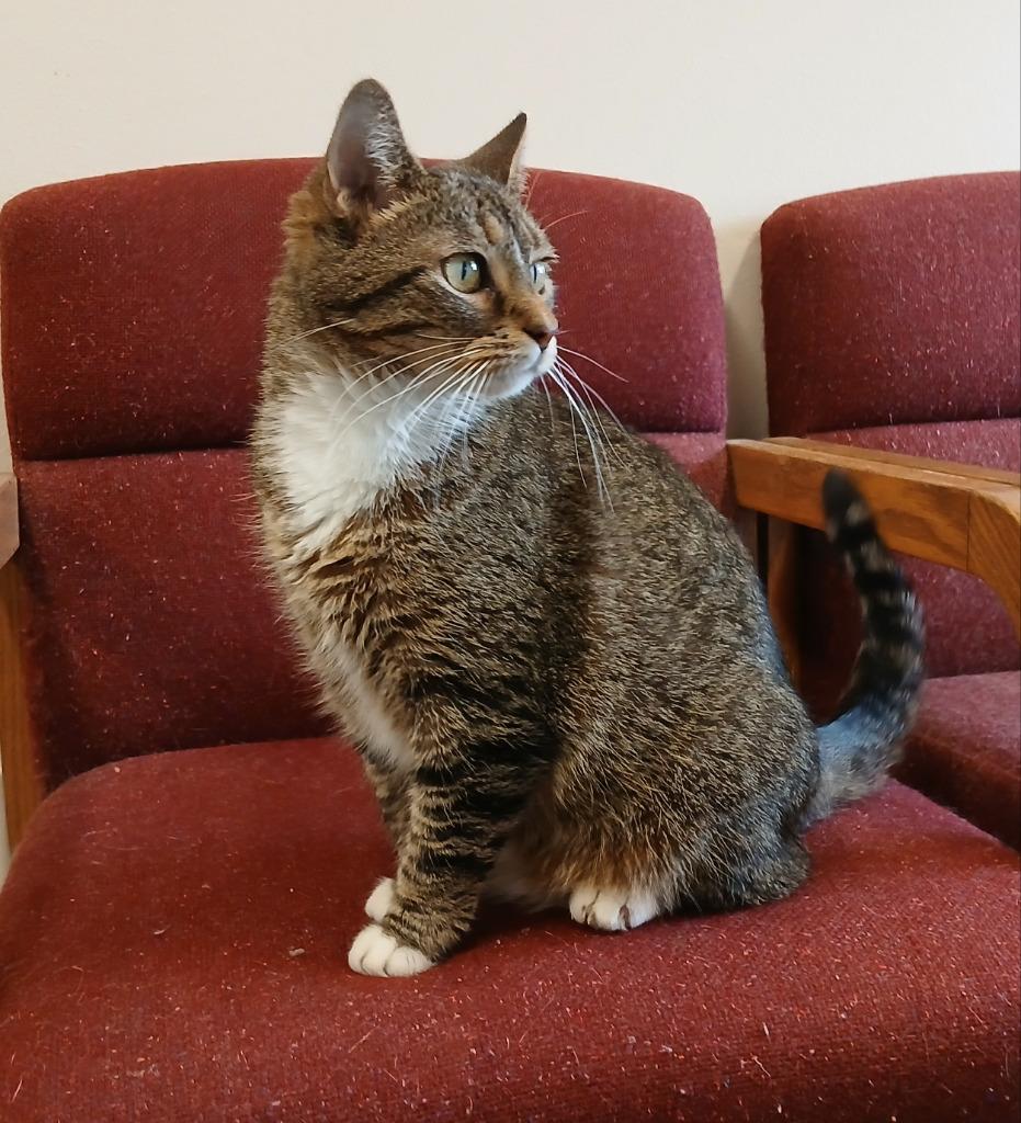 Enlarge Shiloh, a Adoptable mixed breed in Ladysmith, WI image 4/5