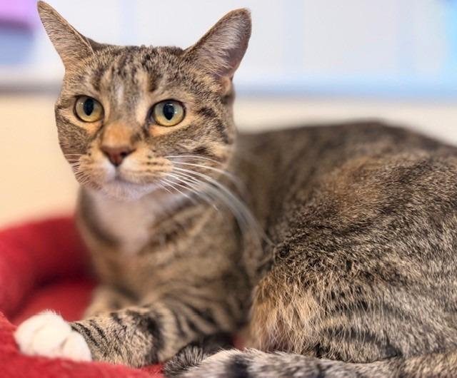 Enlarge Shiloh, a Adopted mixed breed in Ladysmith, WI image 5/5