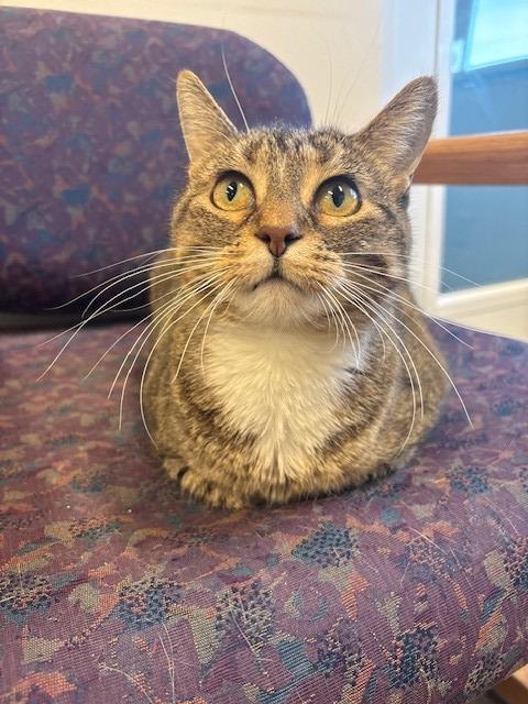 Enlarge Shiloh, a Adoptable mixed breed in Ladysmith, WI image 5/5