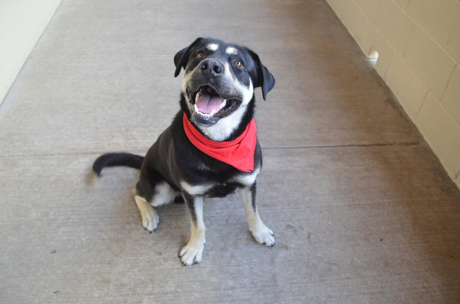 Homer, Adoptable, Young Male Shepherd.