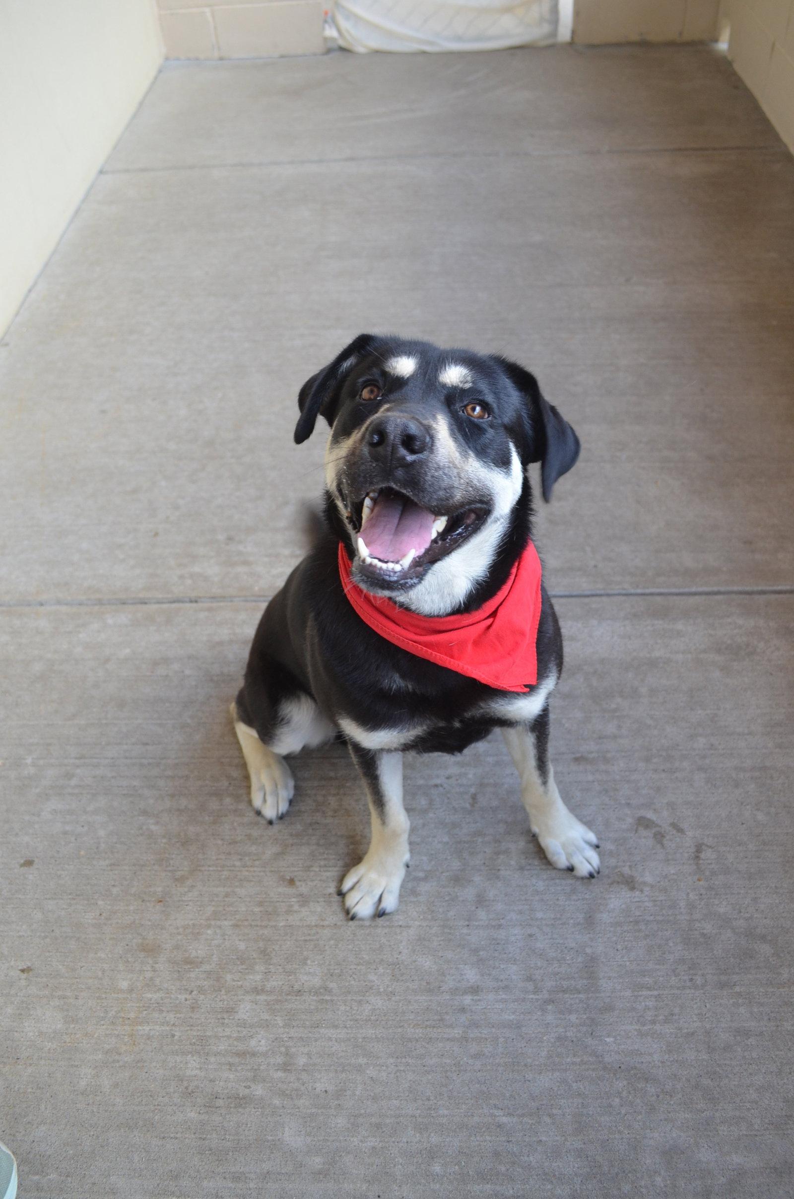 Enlarge Homer, a Adoptable Shepherd in McKinney, TX image 2/3