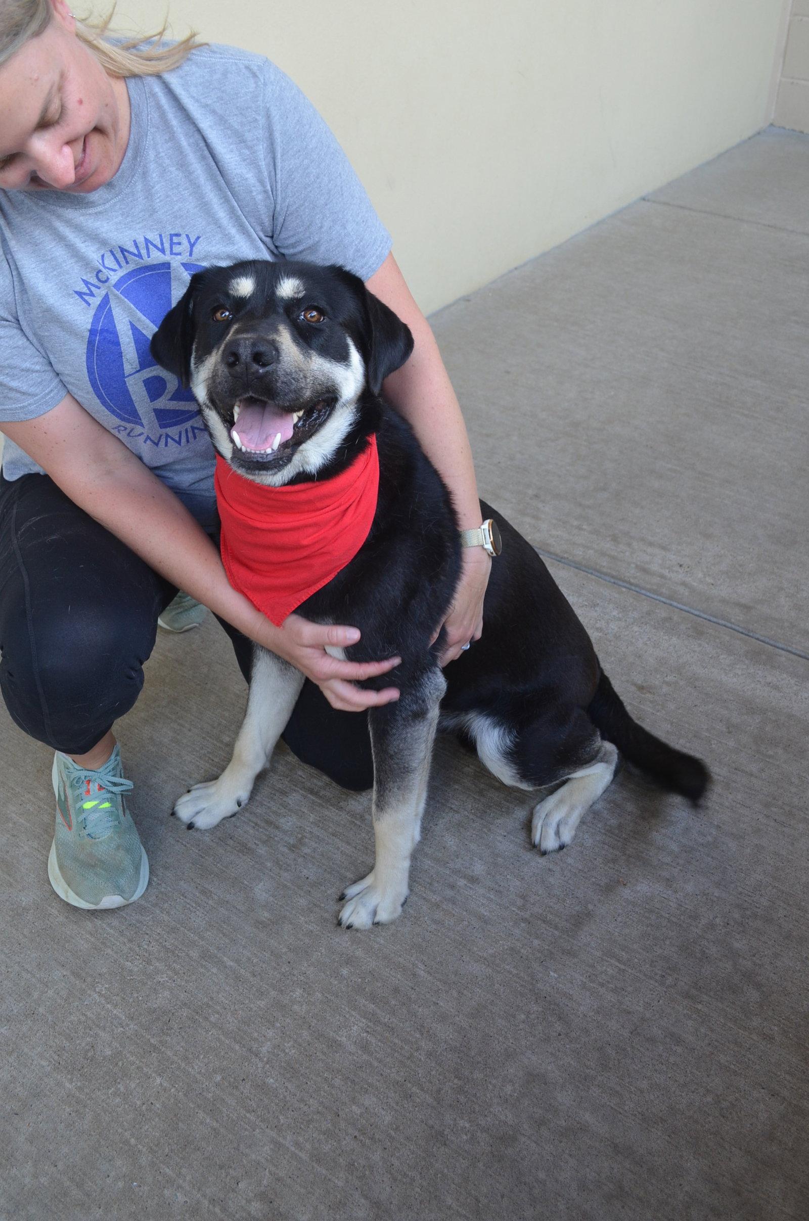 Enlarge Homer, a Adoptable Shepherd in McKinney, TX image 3/3