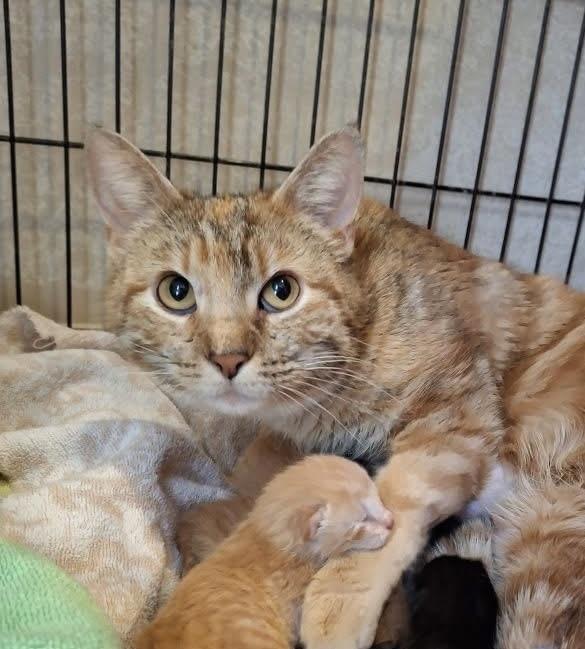 Eve B., Adoptable, Adult Female Domestic Short Hair.