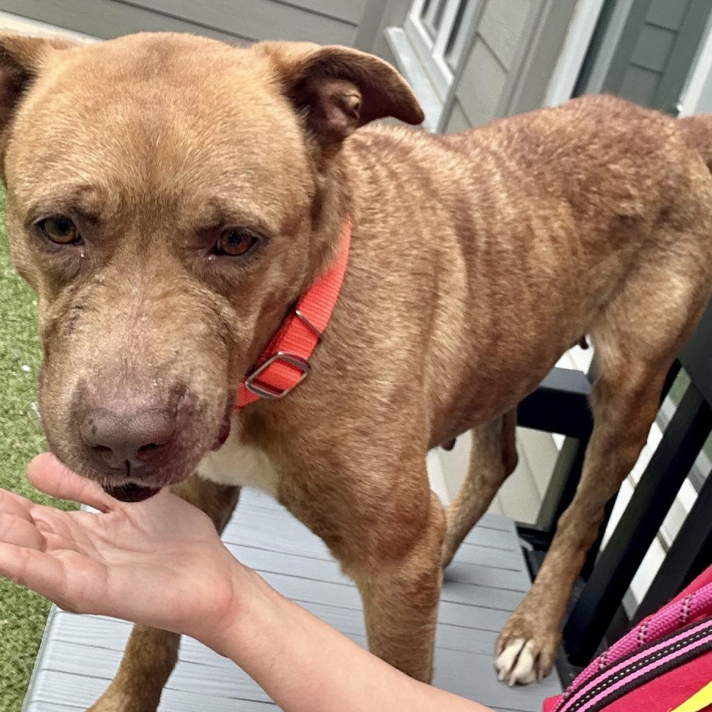 Mama Woods, Adoptable, Adult Female Mixed Breed.