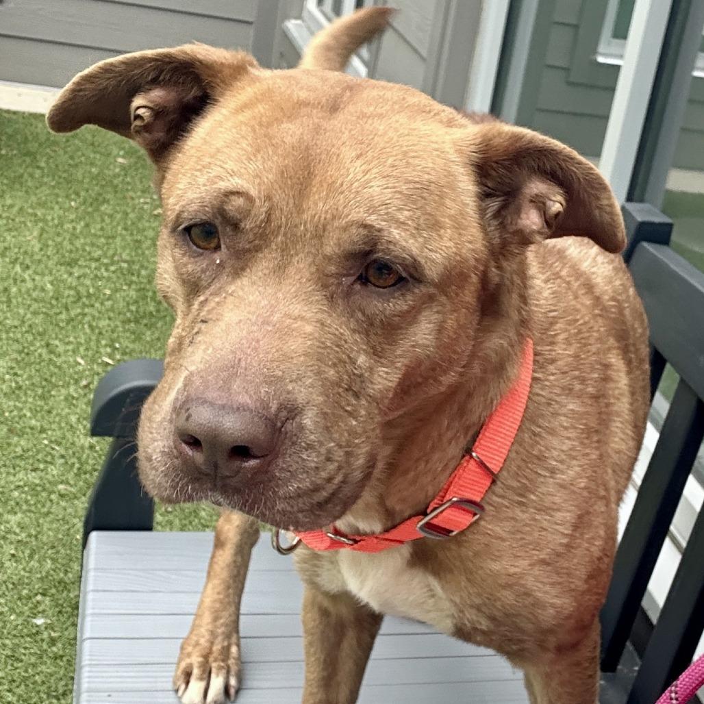 Enlarge Mama Woods, a Adoptable Mixed Breed in Greensboro, NC image 2/6