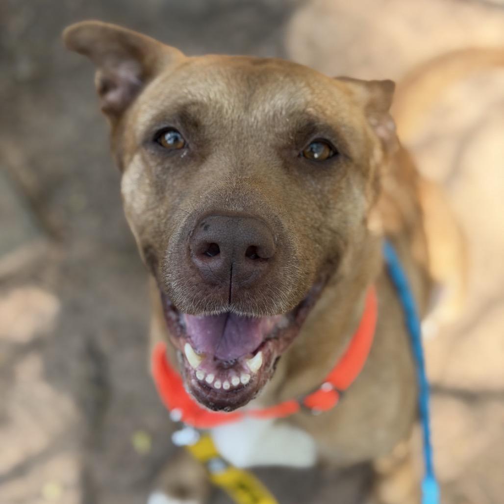 Enlarge Mama Woods, a Adoptable Mixed Breed in Greensboro, NC image 5/6