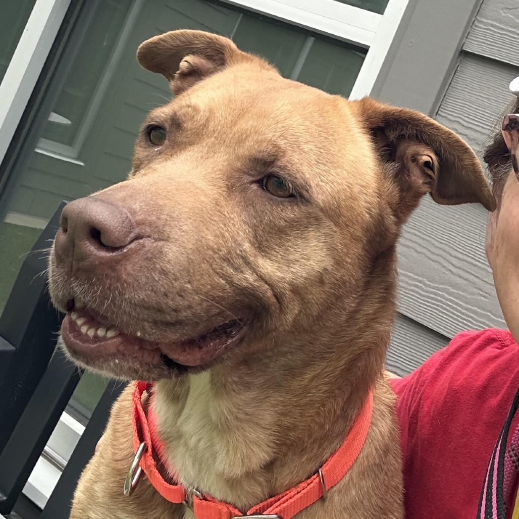 Enlarge Mama Woods, a Adoptable Mixed Breed in Greensboro, NC image 6/6