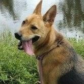 Melody, Adoptable, Adult Female Shepherd & Carolina Dog.