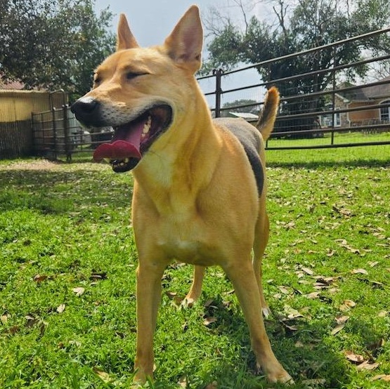 Enlarge Melody, a Adoptable mixed breed in Davenport, IA image 6/6