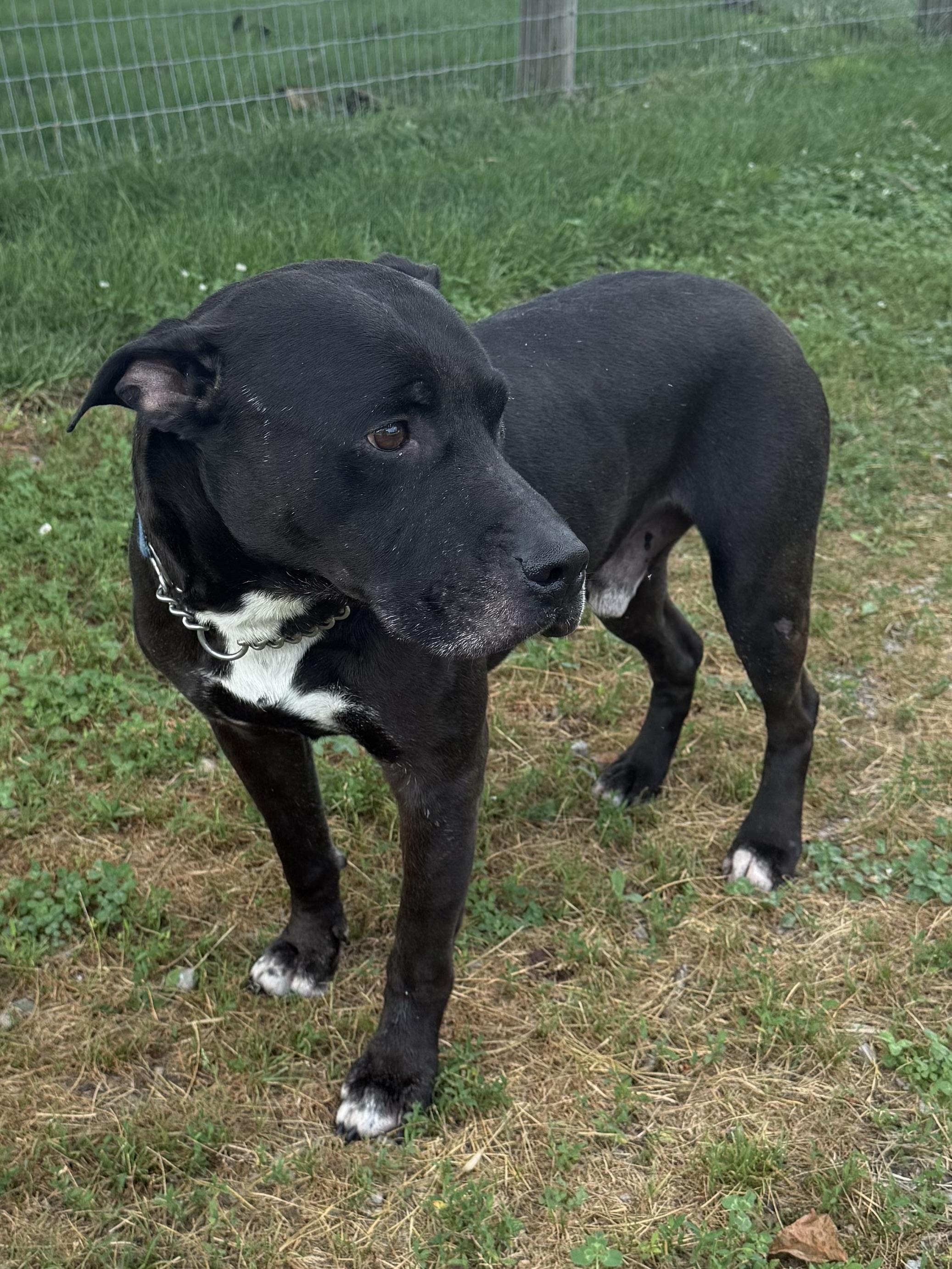 Harley, a Adoptable Pit Bull Terrier in Greenfield, OH image 6/6