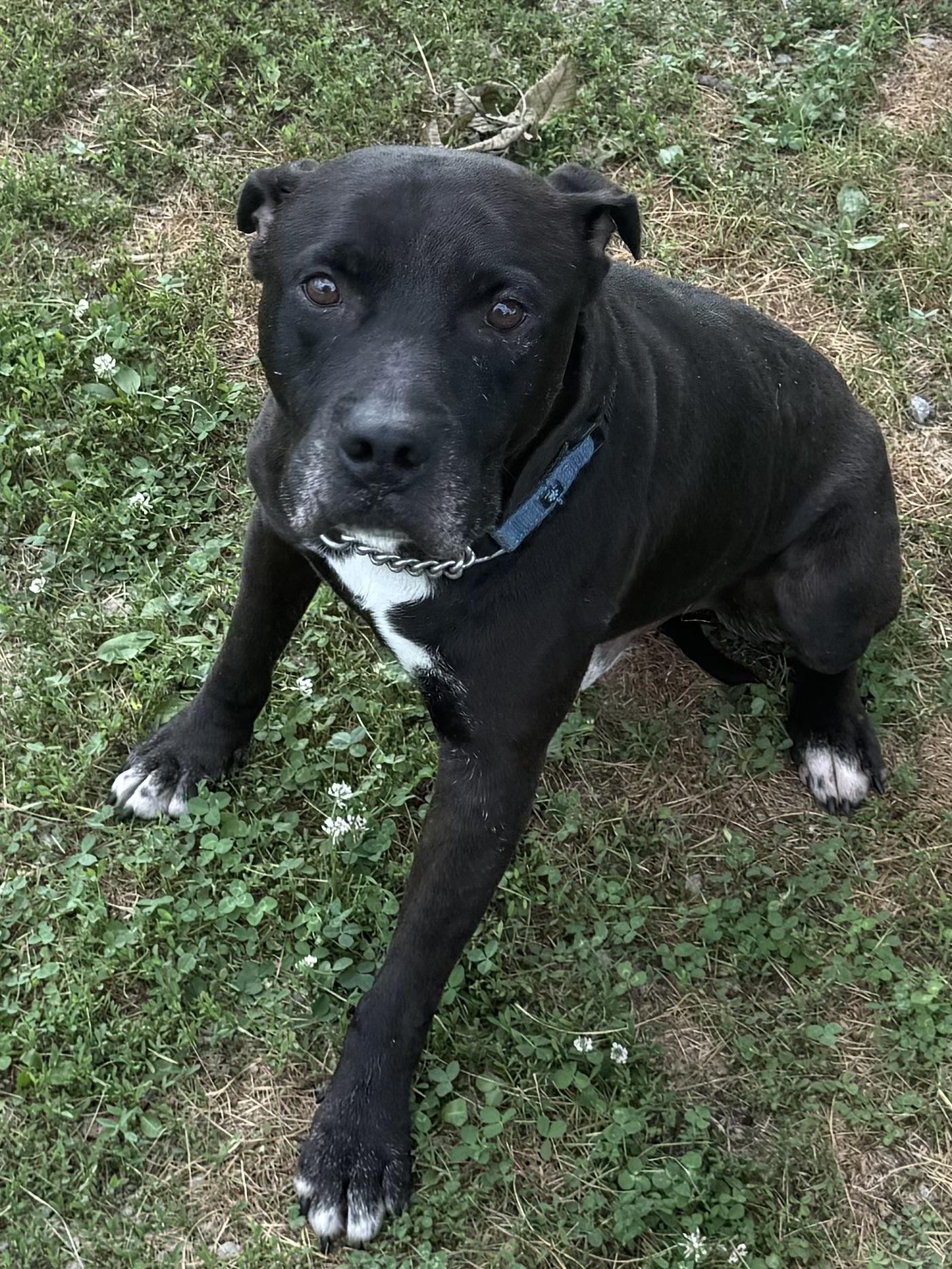 Harley, a Adoptable Pit Bull Terrier in Greenfield, OH image 1/6