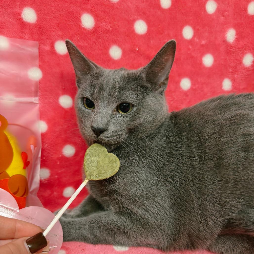 Jason, Adoptable, Kitten Male Domestic Short Hair.