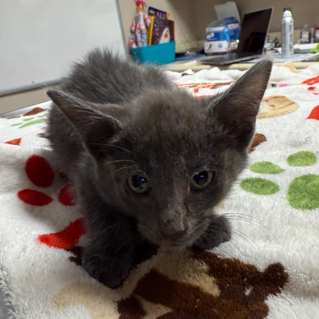 Jason, a Adoptable Domestic Short Hair in Corbin, KY image 2/5