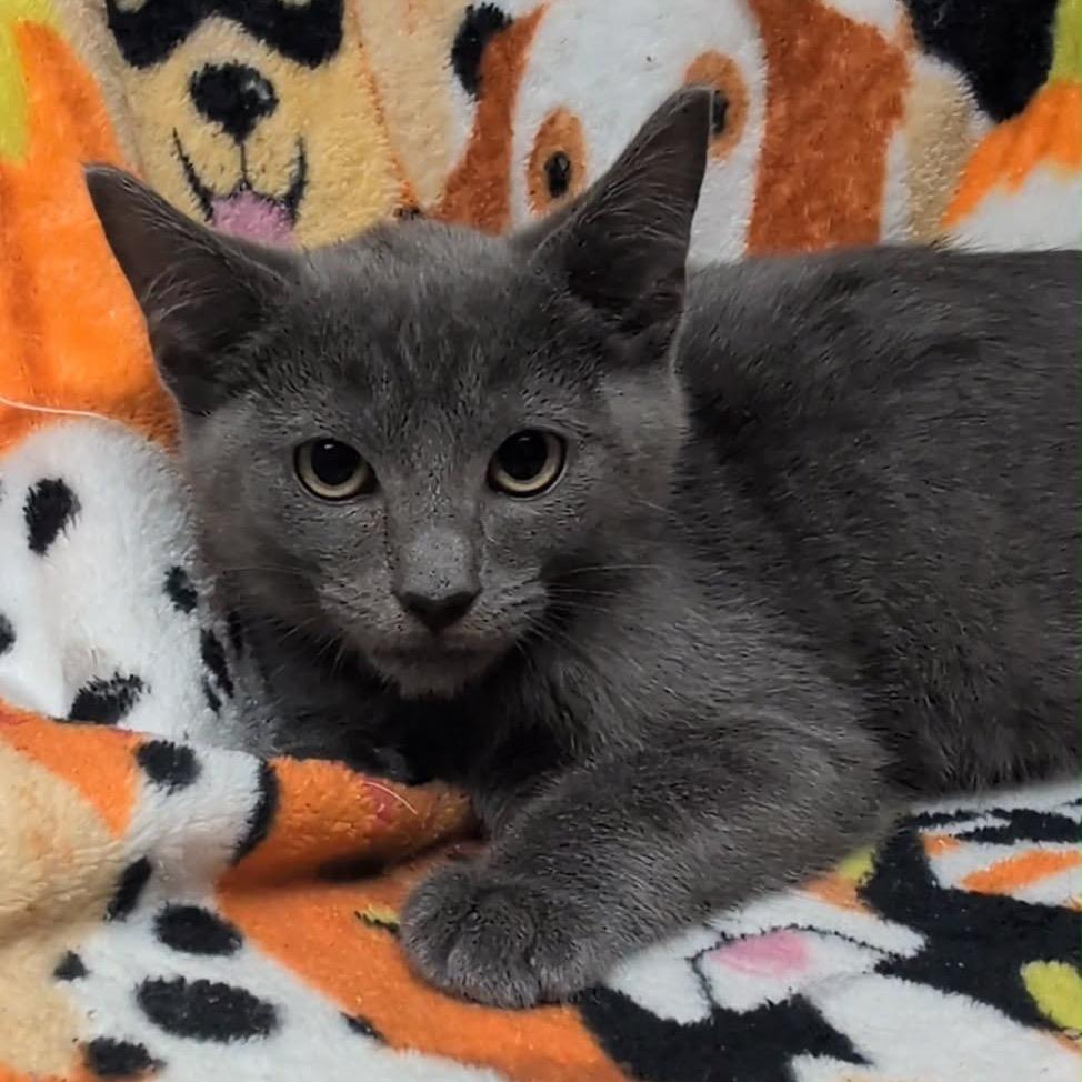 Jason, a Adoptable Domestic Short Hair in Corbin, KY image 3/5